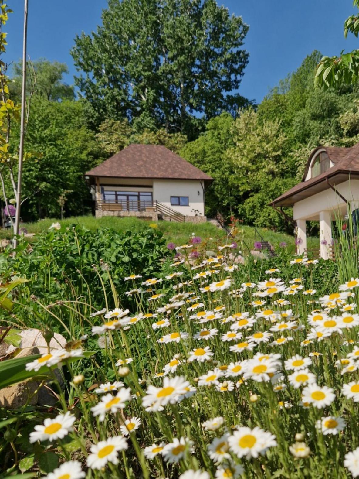 Provence Suceava Hotell Exteriör bild