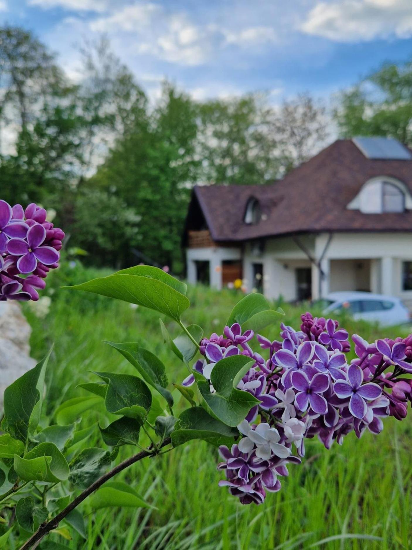 Provence Suceava Hotell Exteriör bild