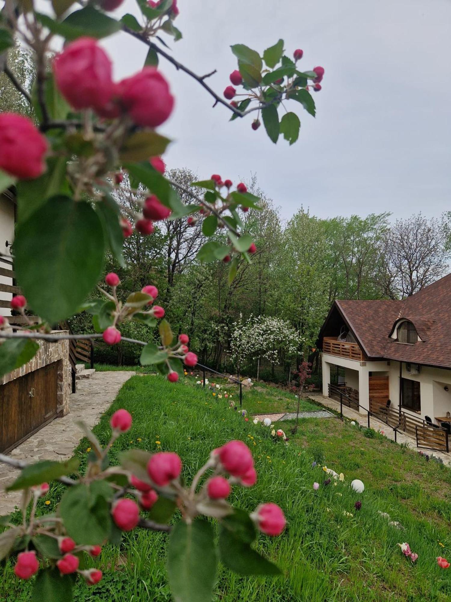 Provence Suceava Hotell Exteriör bild